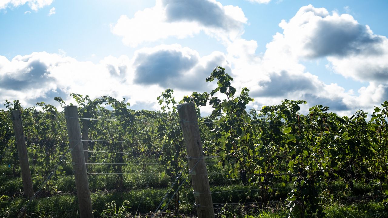 NY vineyards to receive relief for crop loss from May frost - Vimarsana News